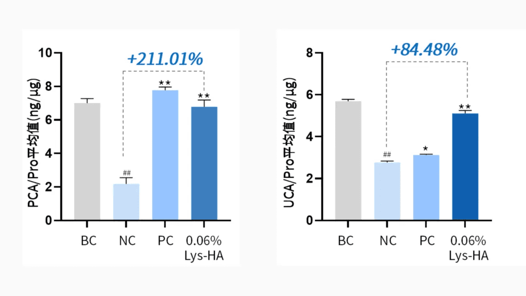 PCA and UCA levels in an in vitro 3D epidermal model