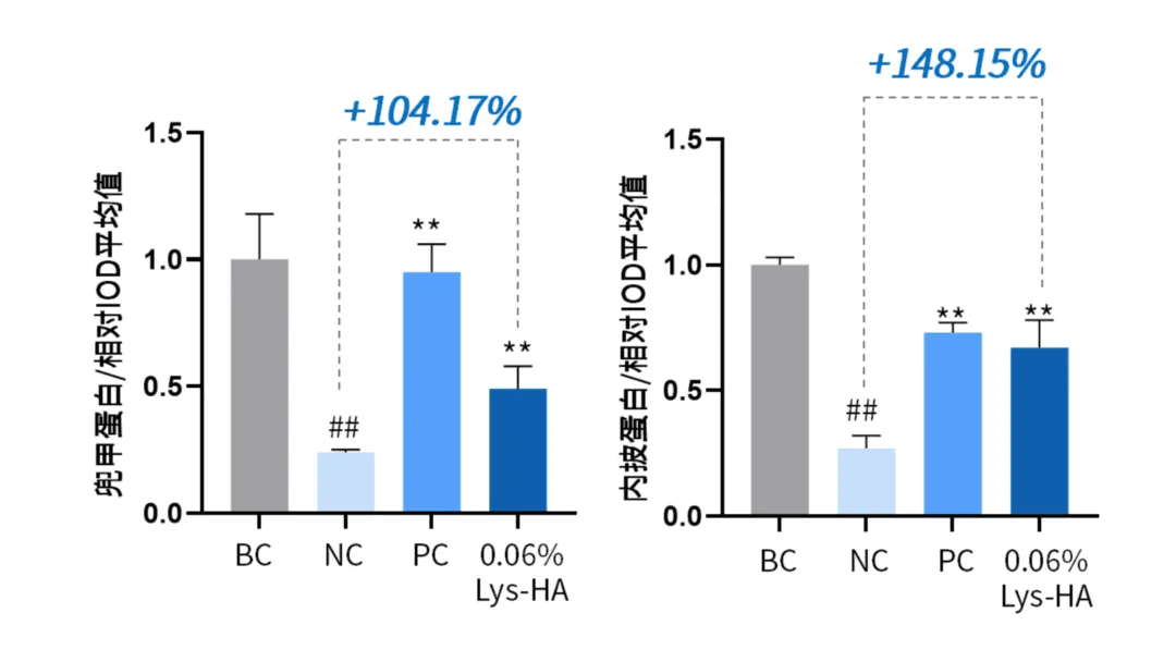 Loricrin and involucrin expression test results